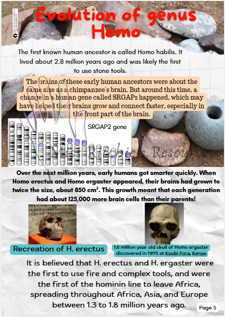 The History of Human Evolution