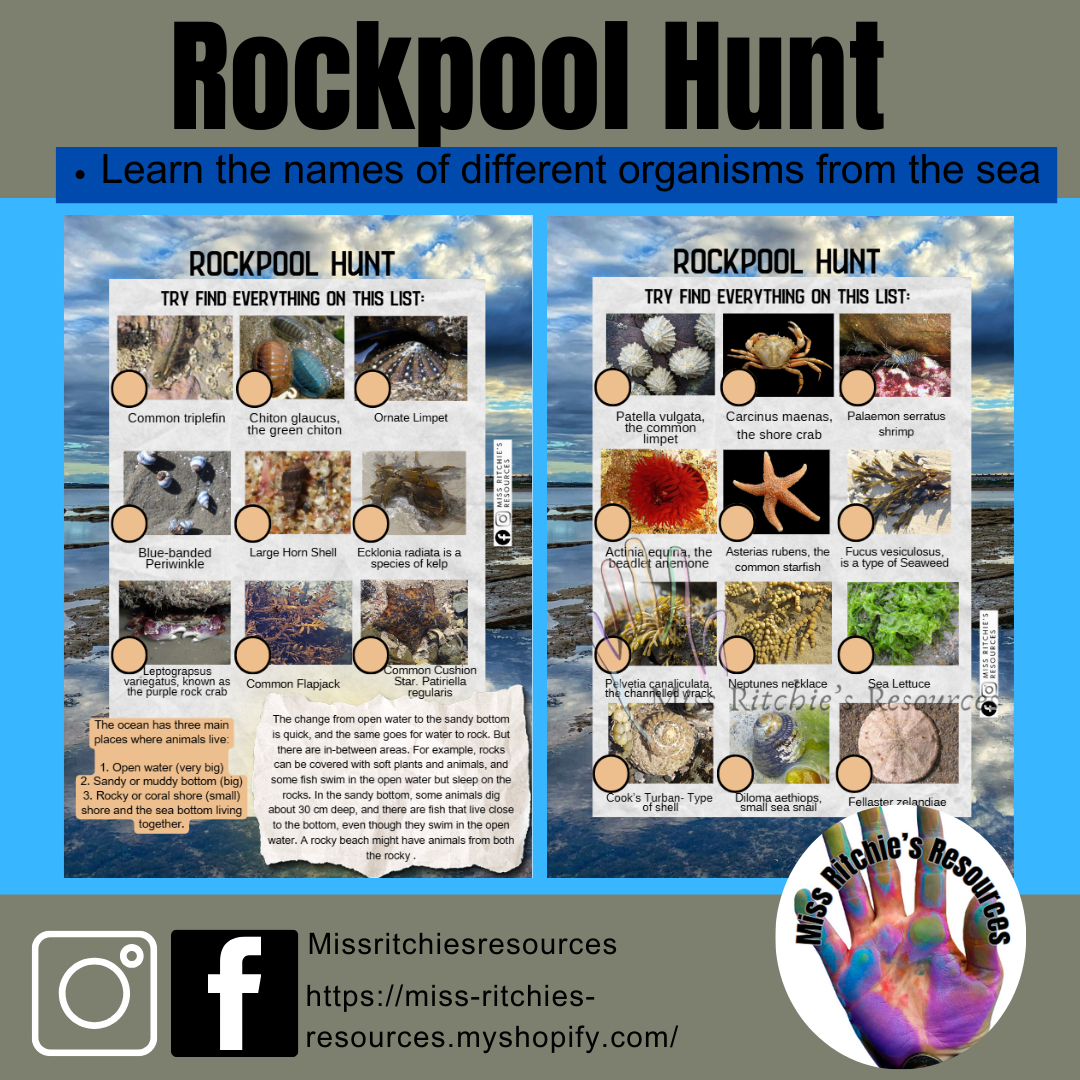 Rockpool hunt!