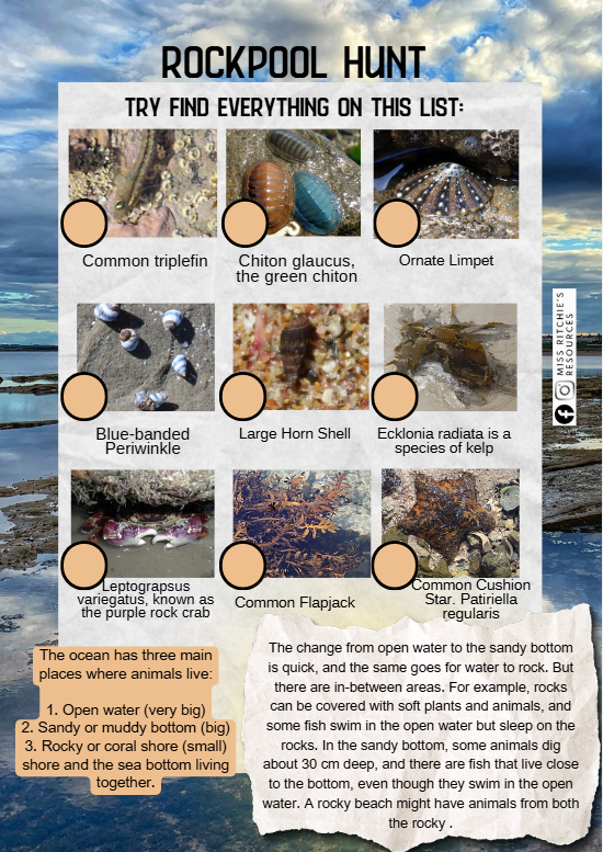 Rockpool hunt!