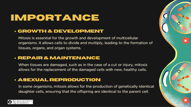 Mitosis PowerPoint