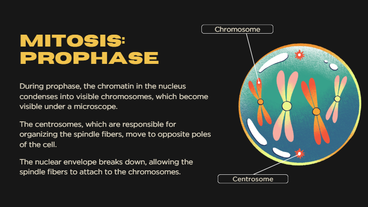 Mitosis PowerPoint